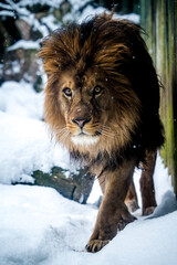 Barbary lion walking in the snow