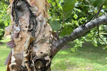 Birch tree trunk with knots and curled peeling bark in the grassy park