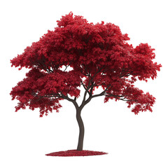 Red maple tree isolated on transparent background