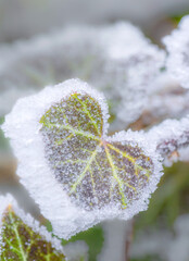 frost on leaf