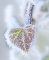 frost on a leaf