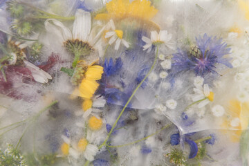 background of frozen and colorful wild flowers from the field, daisy, buttercup, cornflower, water