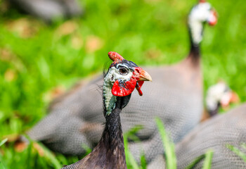 Portr&auml;t eines Hemperlhuhns