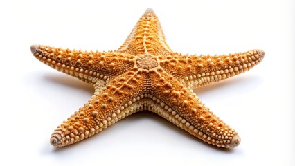 Starfish on White Background