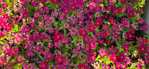 Bright pink Z. elegans Jacq bloom in the garden. Some of the Zinnia Violetsia Kaf flowers are in full sun, while others are shaded by large trees. Top view of Zinnia Dreamland  flower. pink zinnia 
