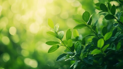 Sunlit green leaves with bokeh background in nature scene