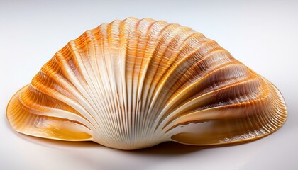 Obraz premium unknown sea shell isolated