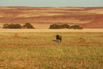 Morgenstimmung an der Elimdüne bei Sesriem (Namibia)