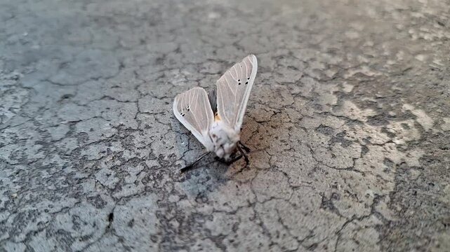 Creatonotos gangis : Creatonotos gangis is a striking moth with white, red, or yellow wings and inflatable coremata, which release pheromones. Found in Asia and Australia, it&rsquo;s fascinating!