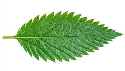 Obraz premium Close up view of a single, vibrant green leaf isolated on a white background. The leaf has a serrated edge and a prominent central vein