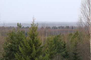 the beginning of snowfall in the spring forest