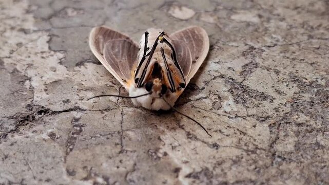 Creatonotos gangis : Creatonotos gangis is a striking moth with white, red, or yellow wings and inflatable coremata, which release pheromones. Found in Asia and Australia, it&rsquo;s fascinating!