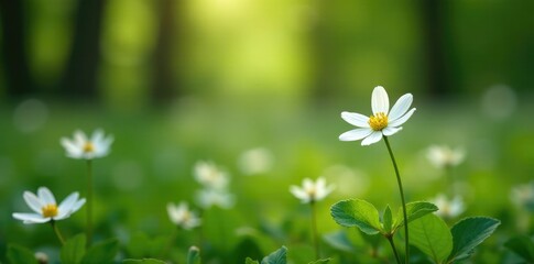 Delicate white wildflowers sway in the forest breeze, stellaria, flowers, petals