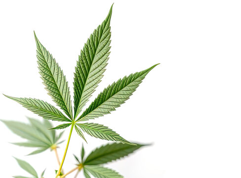 cannabis leaf isolated in white background - ai generated