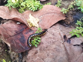 Harpaphe haydeniana or yellowspotted millipede walking on old dried leaf in wildlife 