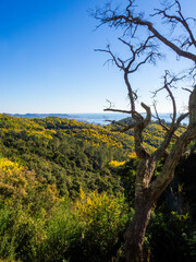 Forêt de mimosas en fleurs