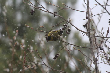a siskin bird pecks alder cones in mid-spring during a snowfall