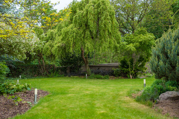Lush garden with a willow tree and vibrant greenery