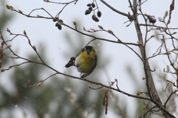 a siskin bird pecks alder cones in mid-spring during a snowfall