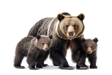 Fototapeta premium Brown Bear Mother With Two Cubs Standing