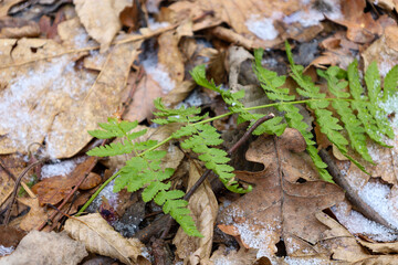 Green fern leaf on fallen yellow leaves in a forest lightly covered with snow. Winter natural background in a forest with green plants.