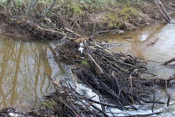 a beaver dam built on a small river in mid-May