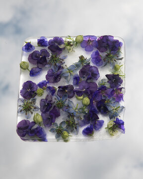 art work with purple viola or pansy flowers frozen in ice block placed on mirror