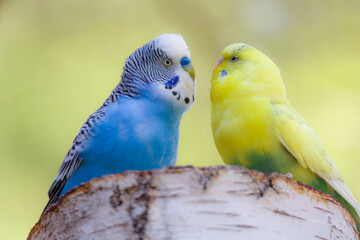blue and yellow budgie