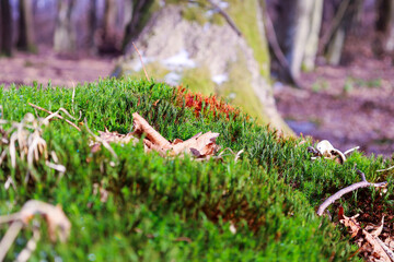 Green thick forest moss. Soft moss in spring in the forest. Natural backgrounds and textures.