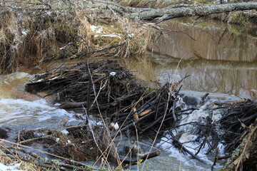 a beaver dam built on a small river in mid-May