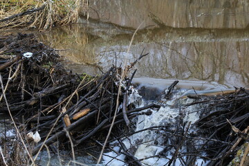 a beaver dam built on a small river in mid-May