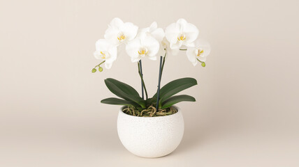 beautiful arrangement of white orchids in round pot, showcasing elegance and tranquility. Perfect for home decor or gifting