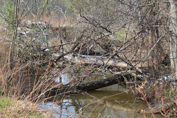 a small river in the forest during the spring flood