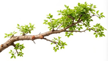 Fototapeta premium Tree Branch with New Leaves on White Background