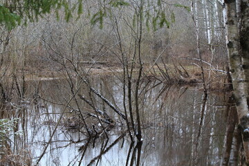 Obraz premium flooded forest in spring forest