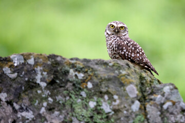 Standing watch over the arid hills of Amancaes, the burrowing owl (Athene cunicularia) thrives in Peru’s coastal landscape. Small but fierce, this ground-dwelling raptor is a master of survival.