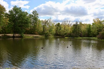 Fototapeta premium The calm lake in the woods on a sunny day.