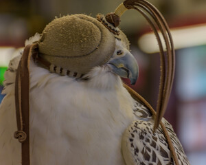 The Falcon displayed in Doha, Qatar
