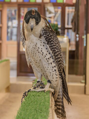 The Falcon displayed in Doha, Qatar