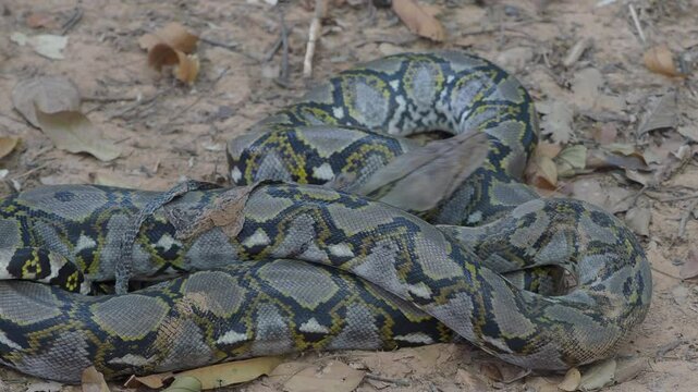 Python crawling on the ground in the forest