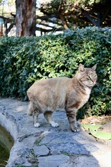 Obraz premium street cat walks through the evening city. High quality photo