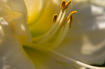 close up of a yellow flower