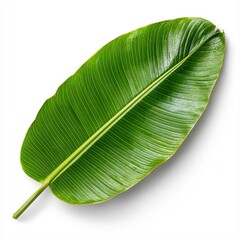 Green leaf isolated on white background with transparent section for design and nature concepts