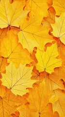 Fototapeta premium Autumn Leaves Close-up, Fall Foliage Background, Nature