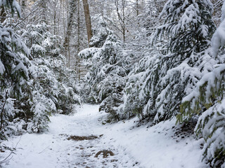 Weg im Winter