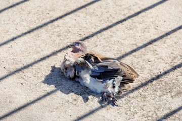 Dead pigeon on concrete ground, Paphos, Greece, 24.11.2024