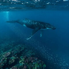 Naklejka premium Majestic Humpback Whale Swimming Amidst Glowing Plankton and Vibrant Reef under water fish 4k hd high quality wallpaper background picture 