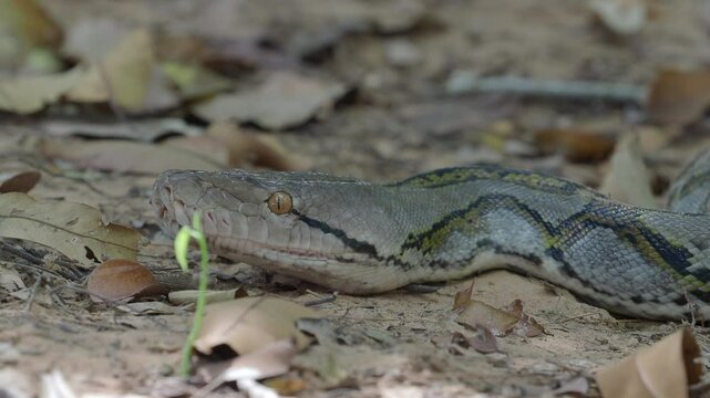 Python crawling on the ground in the forest