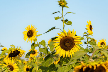Sunflower garden ion blue sky background.Yellow sunflowers and harvest, bright sunny flower.Farming vegetable garden field, growing seeds for oil.Sunflower herbal oil improves skin health.