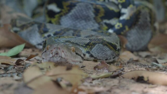 Python crawling on the ground in the forest